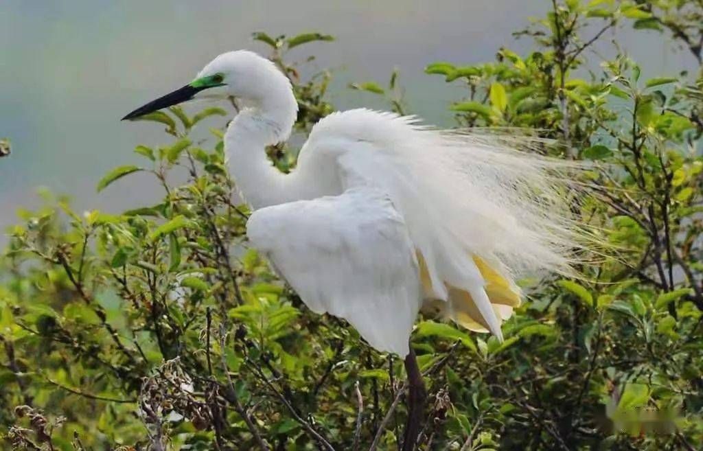一行白鹭上青天--刷爆朋友圈的白鹭照片都在这里