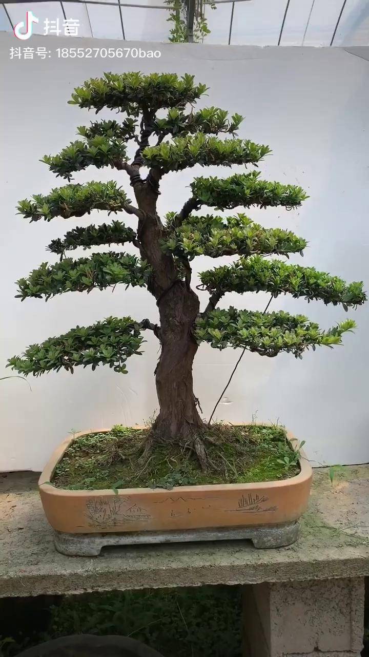 红头珍珠罗汉松盆景寓意步步高升