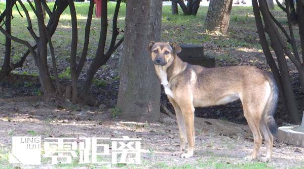 南京一公园内惊现成群流浪狗，体型偏大引发担忧！