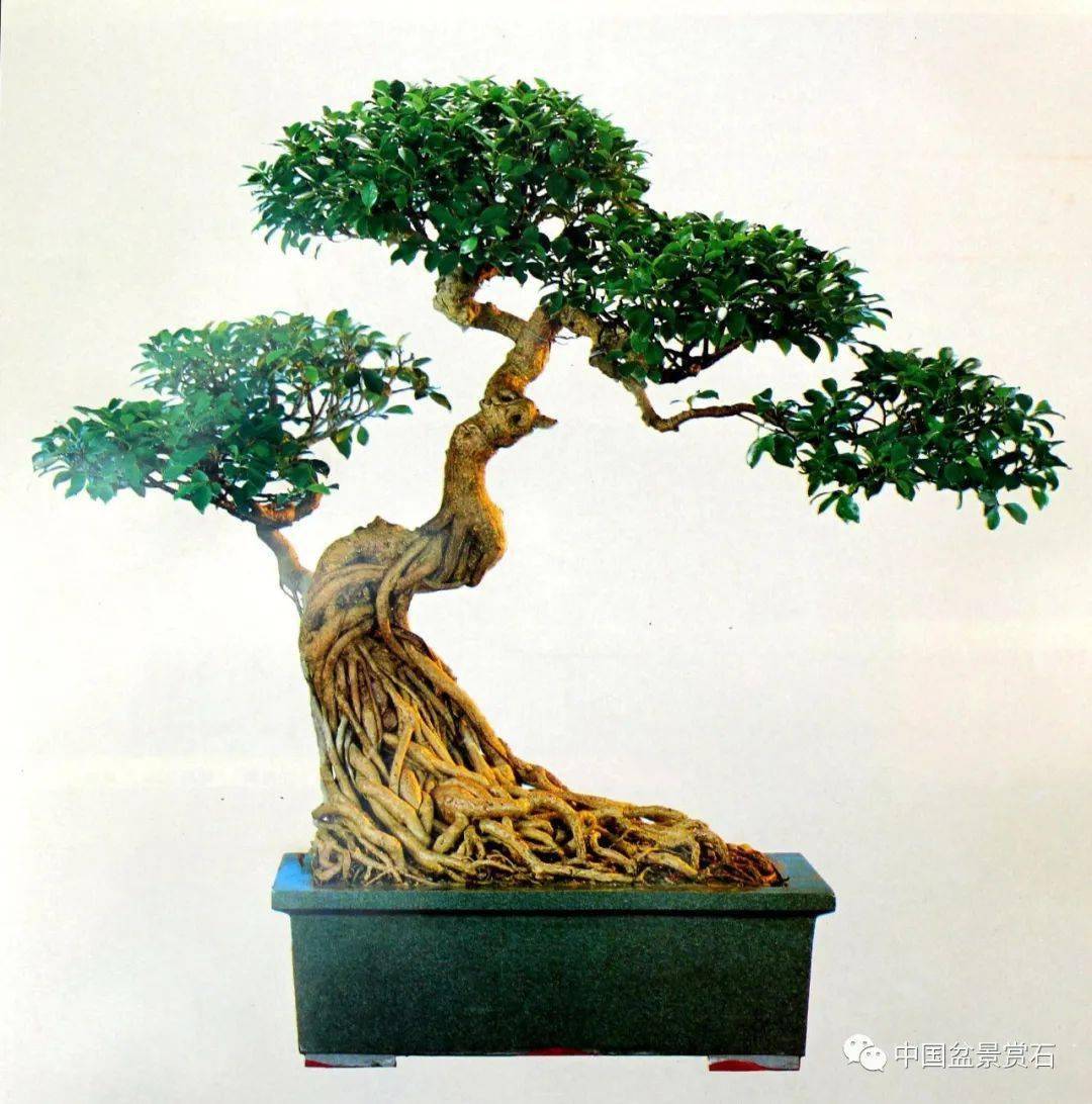 象形盆景钩沉录