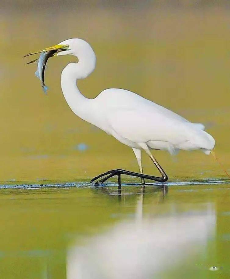 一行白鹭上青天--刷爆朋友圈的白鹭照片都在这里