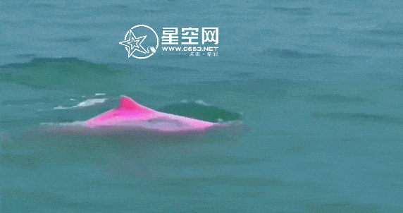 萌翻南澳海域惊现粉色海豚在海面逐浪跳跃
