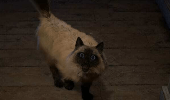 史艾新游《魔咒之地》主角的猫引发关注官方回应保证不会出事