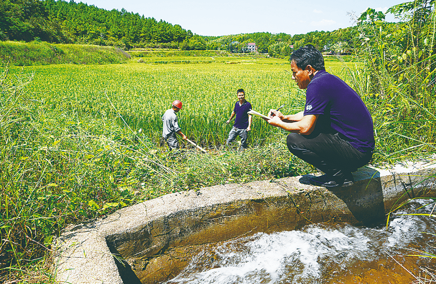 酒埠江灌区东干渠放水了,攸县种粮大户乐开怀