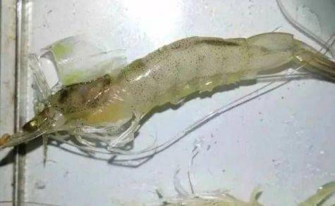 对虾纤毛虫问题危害严重,一旦爆发死亡率高达95%,做好预防是养殖成功