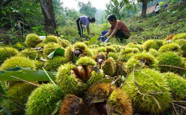 河北迁西:板栗产业助农增收