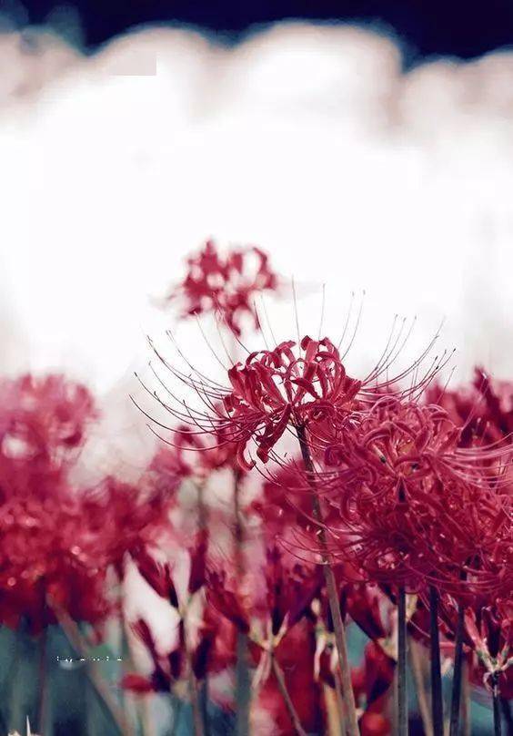 彼岸花美极了