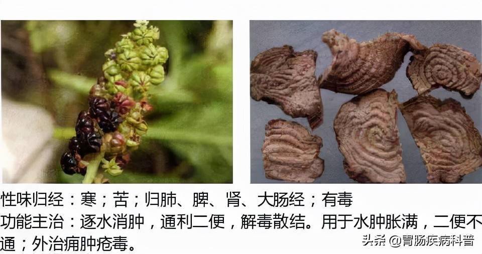 全網最全的中草藥圖譜圖片性味歸經主治功效還不收藏