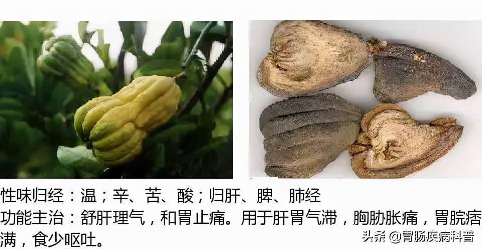 橘子皮,廣橘皮,紅皮枳殼別名:川枳殼,江枳殼,湘枳殼枳實別名:鵝眼枳實