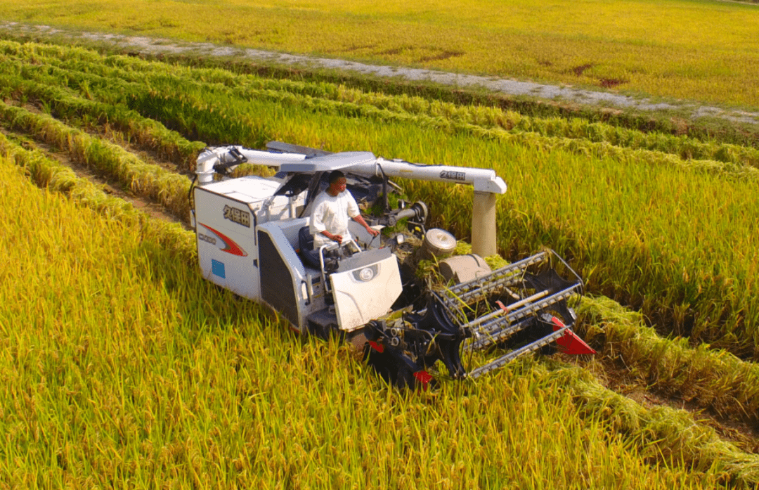 农业园区化 四川恩阳25.7万亩水稻获丰收_种植