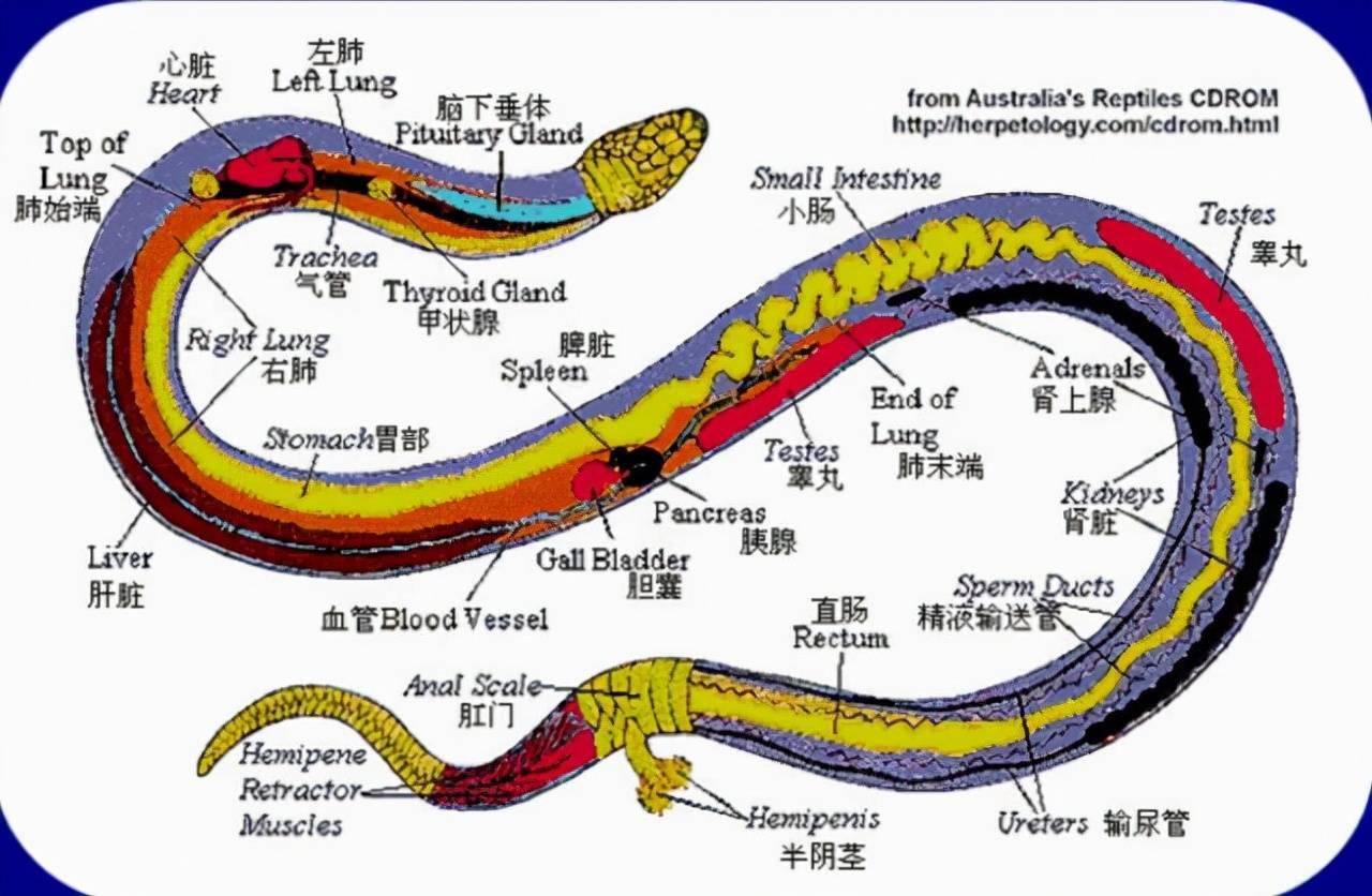 巨蟒蛇连体图片