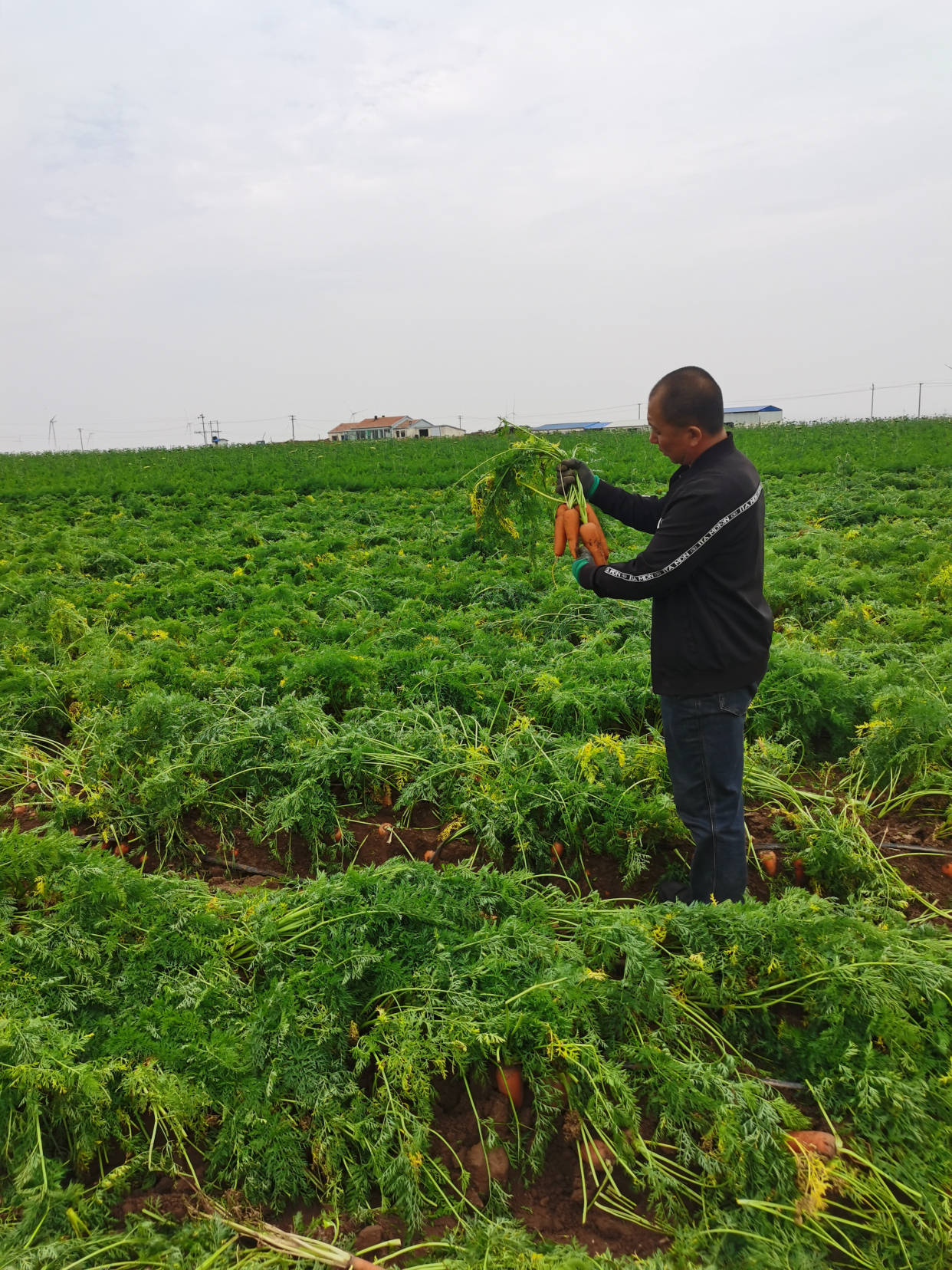 乌素图红萝卜的故事
