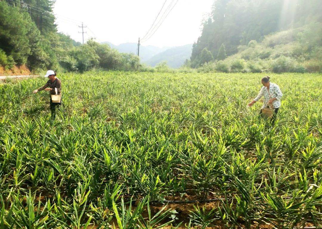 泰国南姜种植图片