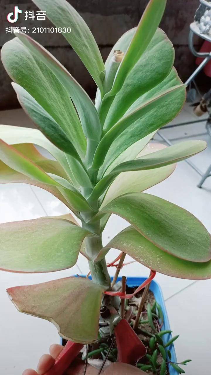 唐印多肉多肉植物dou小助手