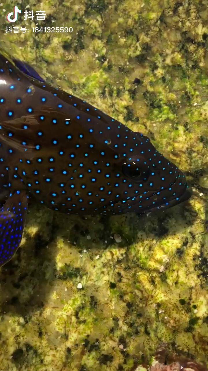 如梦如幻的蓝星斑犹如仲夏满满繁星的夜空深海钓鱼原生鱼海钓玩路亚的