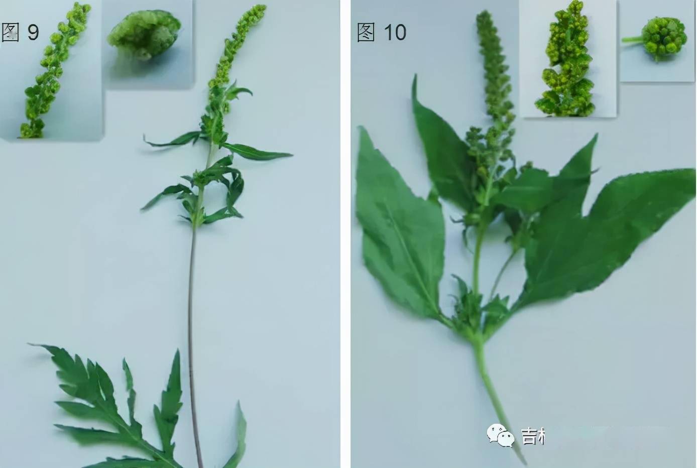 豚草有多可怕，你知道吗？