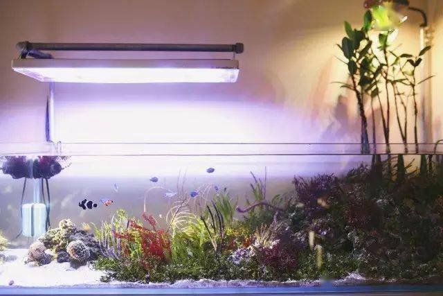 快进来膜拜海缸大佬红树林造景的故事