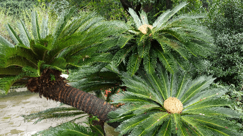 千年龙形铁树开花
