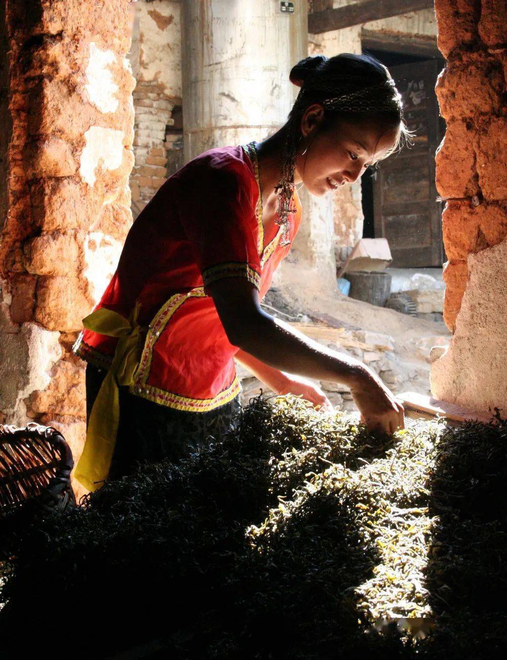 布朗族捡茶女随着全市交通物流条件改善,来临客商络绎不绝,茶山茶园茶