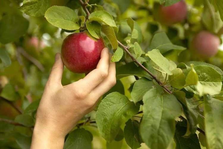 苹果壁纸最早 c36c08cc25ce42c5853ec04a21436c11.jpeg