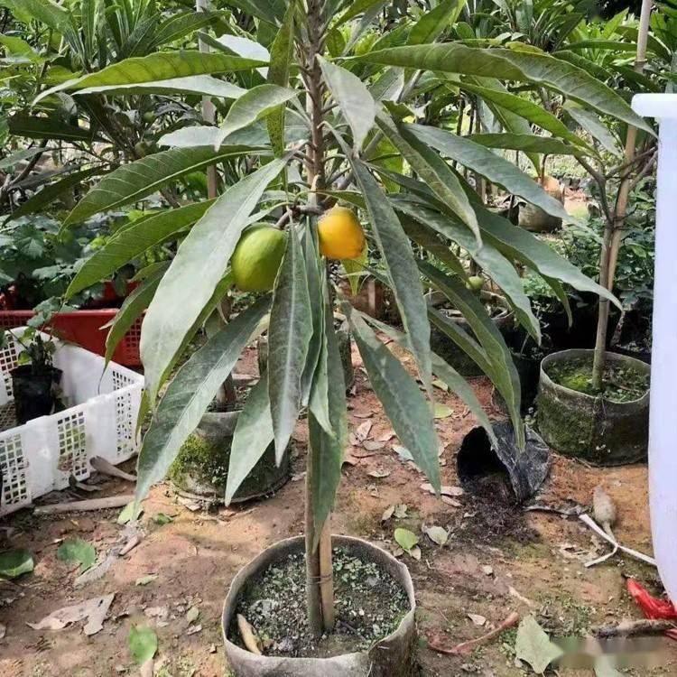 蛋黄果的栽培技术及发展前景