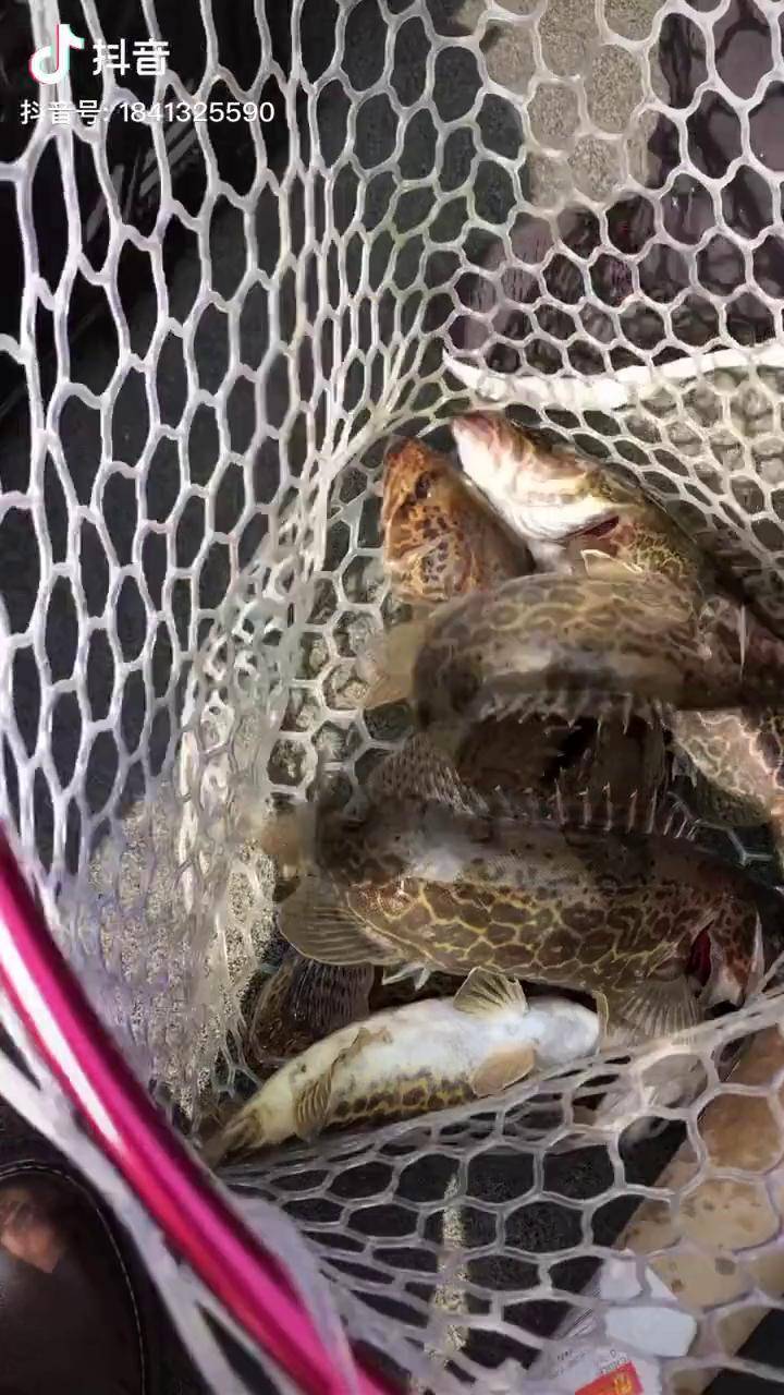 若水三千只饮一瓢斑鳜繁殖季倡议适当索取