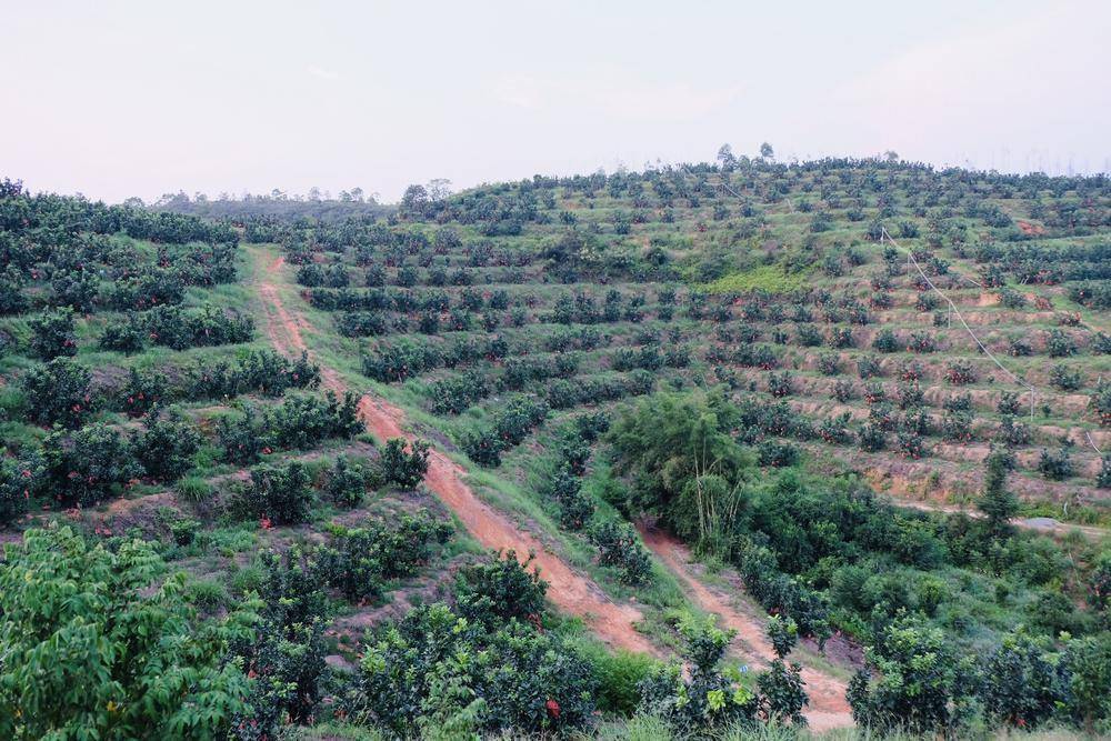 惠州文脉聚焦万亩柚园收获甜蜜黄金果乡村田野稻浪滚滚迎金秋