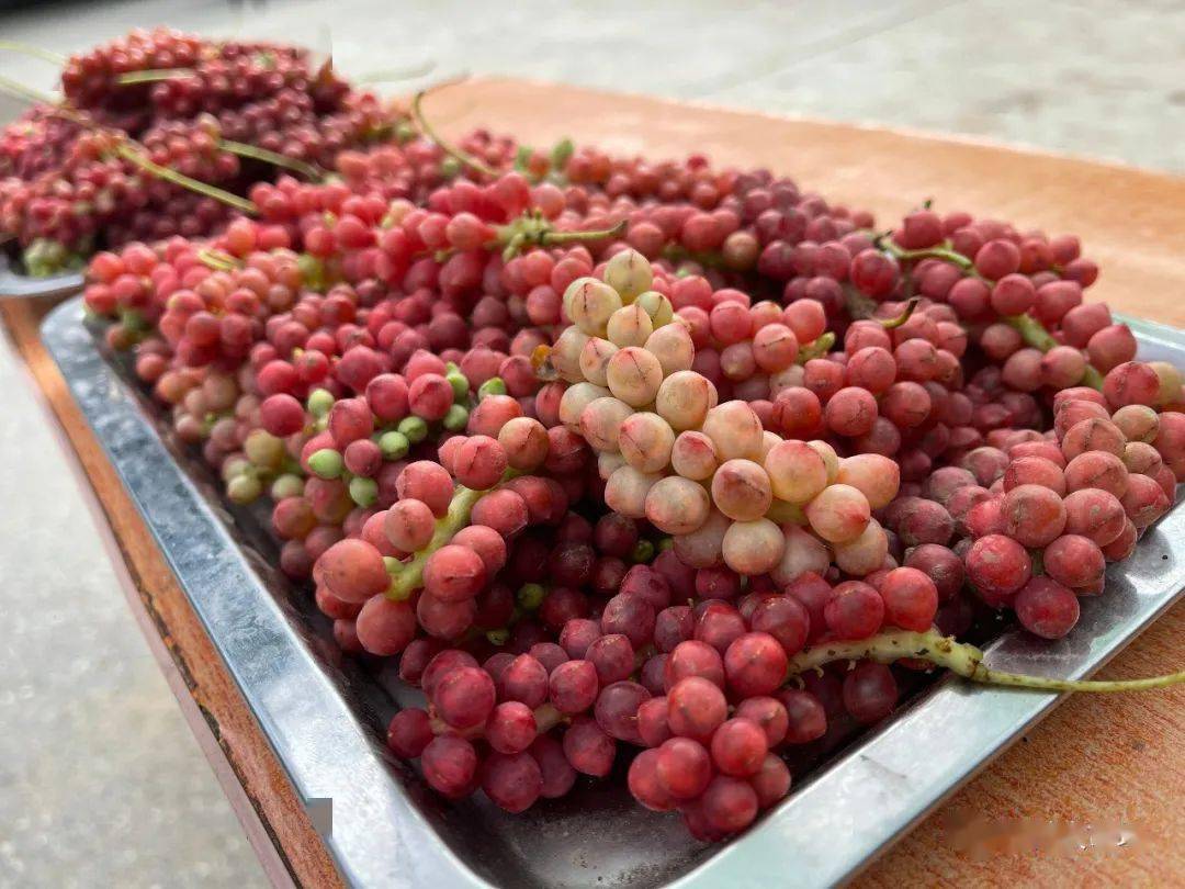 明日剧透67凤县五味子山野果逆袭变身致富钱串子