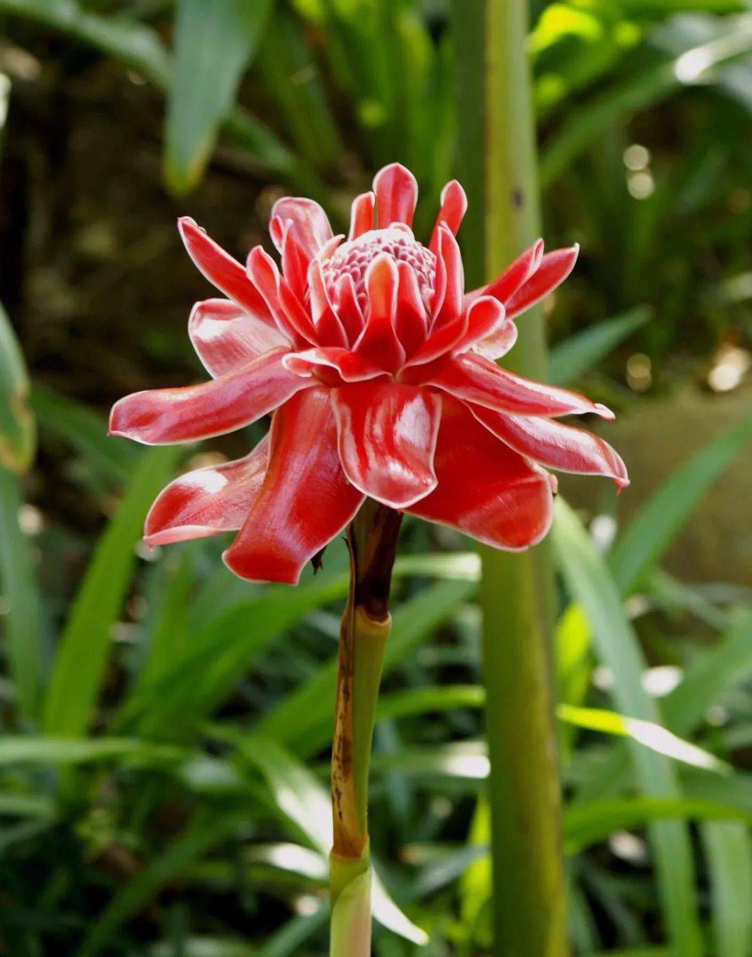 植物大观园|姜的逆袭——瓷玫瑰