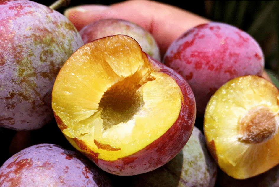 嘎嘣脆的汶川脆红李,肉感十足,一口一颗,嘴巴刹不住车
