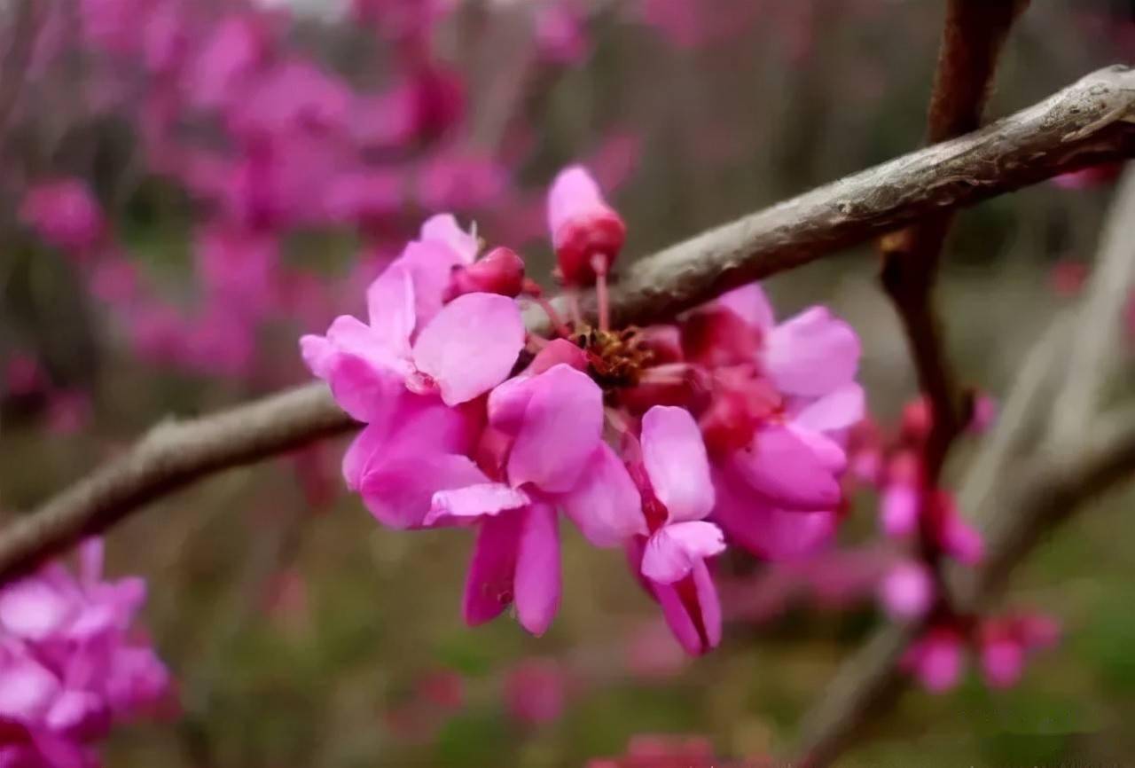 18种常见的先花后叶植物集锦