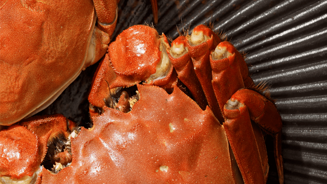 索尼镜头里的中秋"蟹"逅_螃蟹