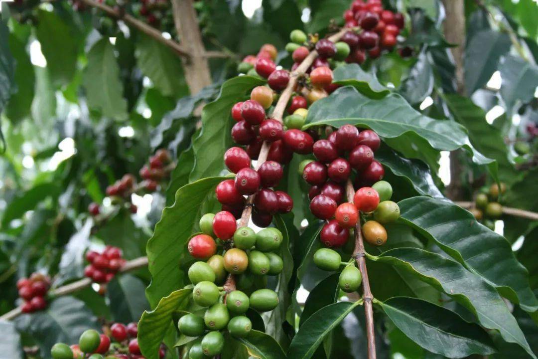 地理拓展 | 咖啡的发源地——非洲