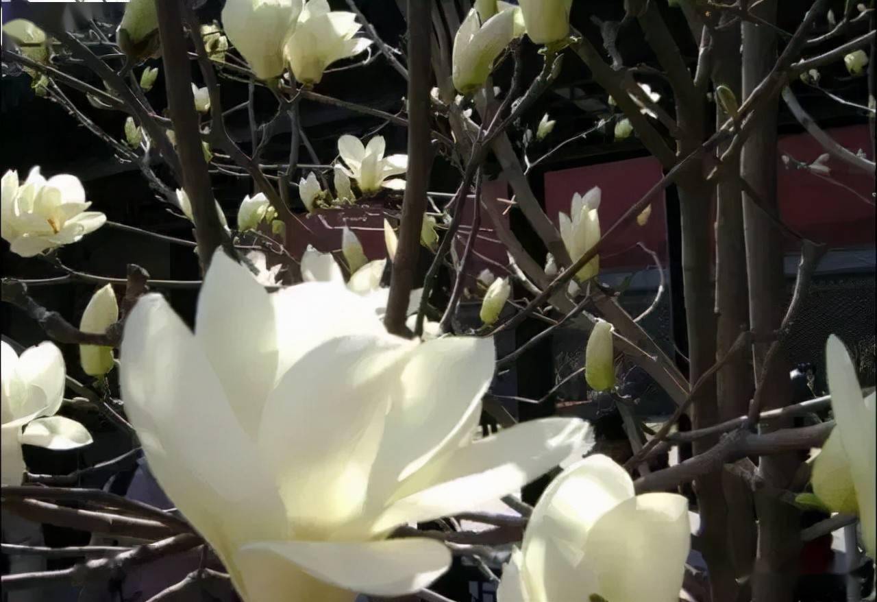 18种常见的先花后叶植物集锦