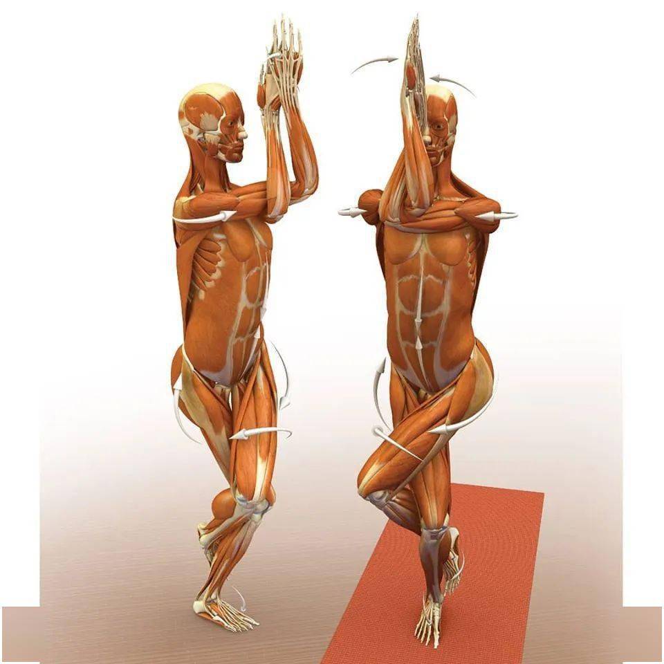 28个常见瑜伽体式解剖图正位发力一目了然收藏级