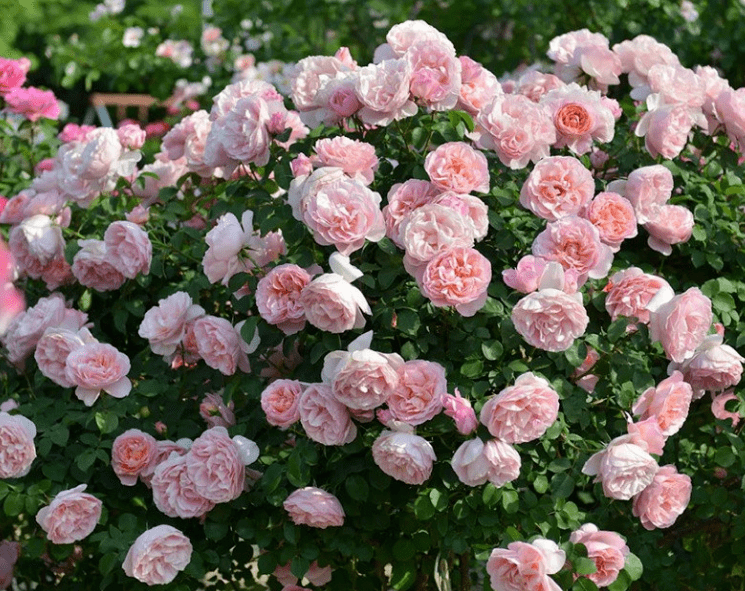 每日一花 | "舍农索城堡的女人们"月季:红色中带着条纹