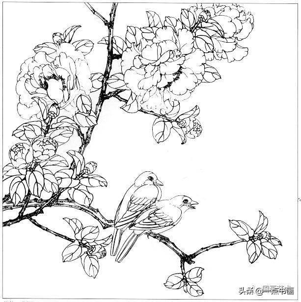 工笔花鸟白描作品 16eab3f3a90641c093753209d3cd5bc3.jpeg