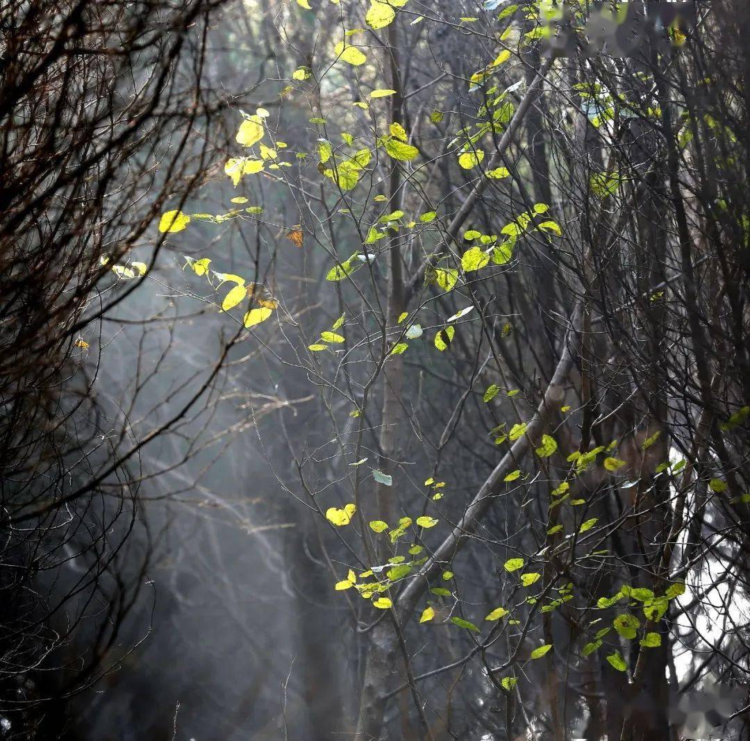 一封北方森林的来信