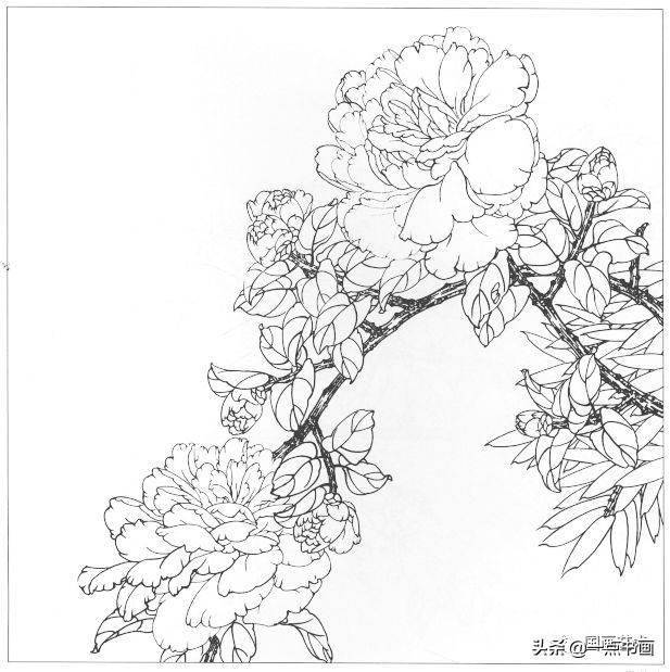 工笔花鸟白描作品 7fdfa53a75364e1c85cee385f67ecf07.jpeg