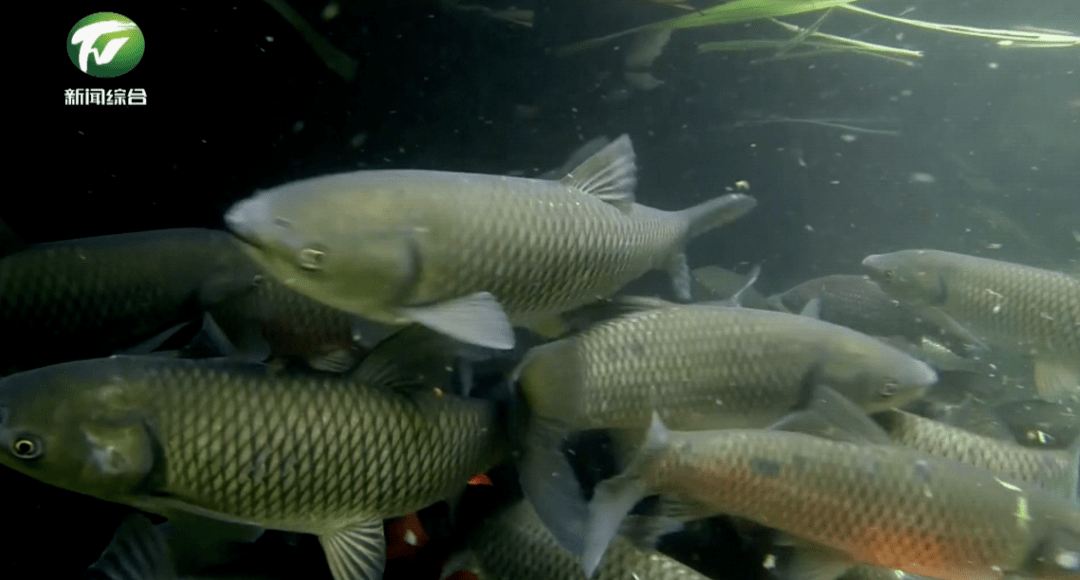 休宁县龙田乡泉水鱼养殖大户程自横:"每年4-9月是泉水鱼的生长期,同时