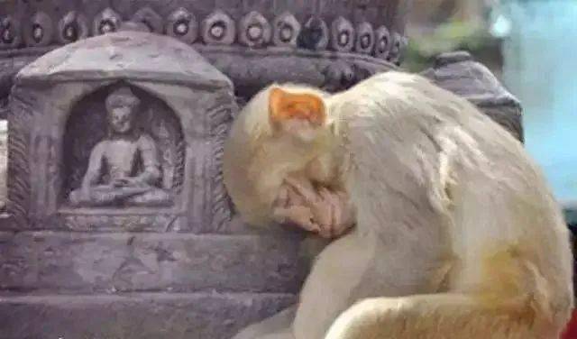 奇观动物拜佛千年一见佛法无边感天动地