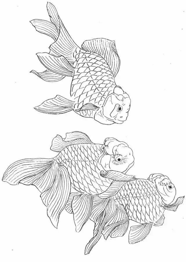 工筆畫線描花鳥畫譜:金魚篇