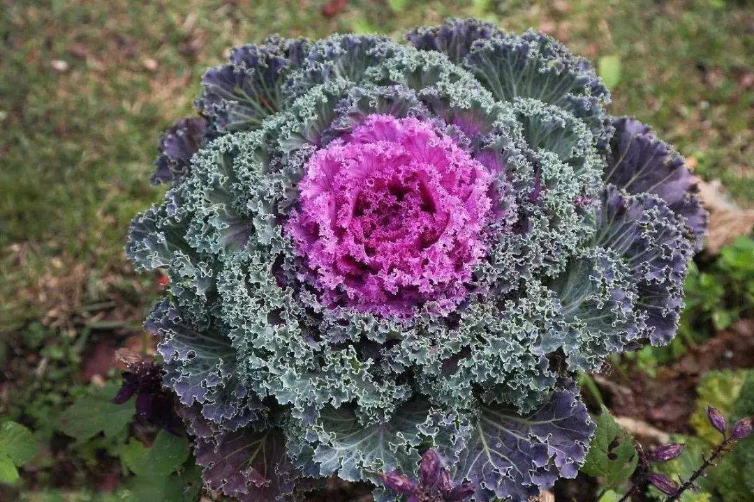 4步骤轻松栽种羽衣甘蓝,见证它叶似"霓裳",品味它爽口美味!