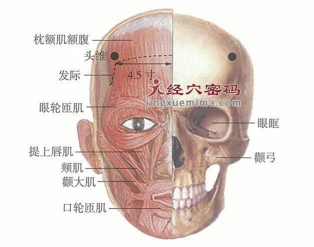 头维的准确位置图图解图片