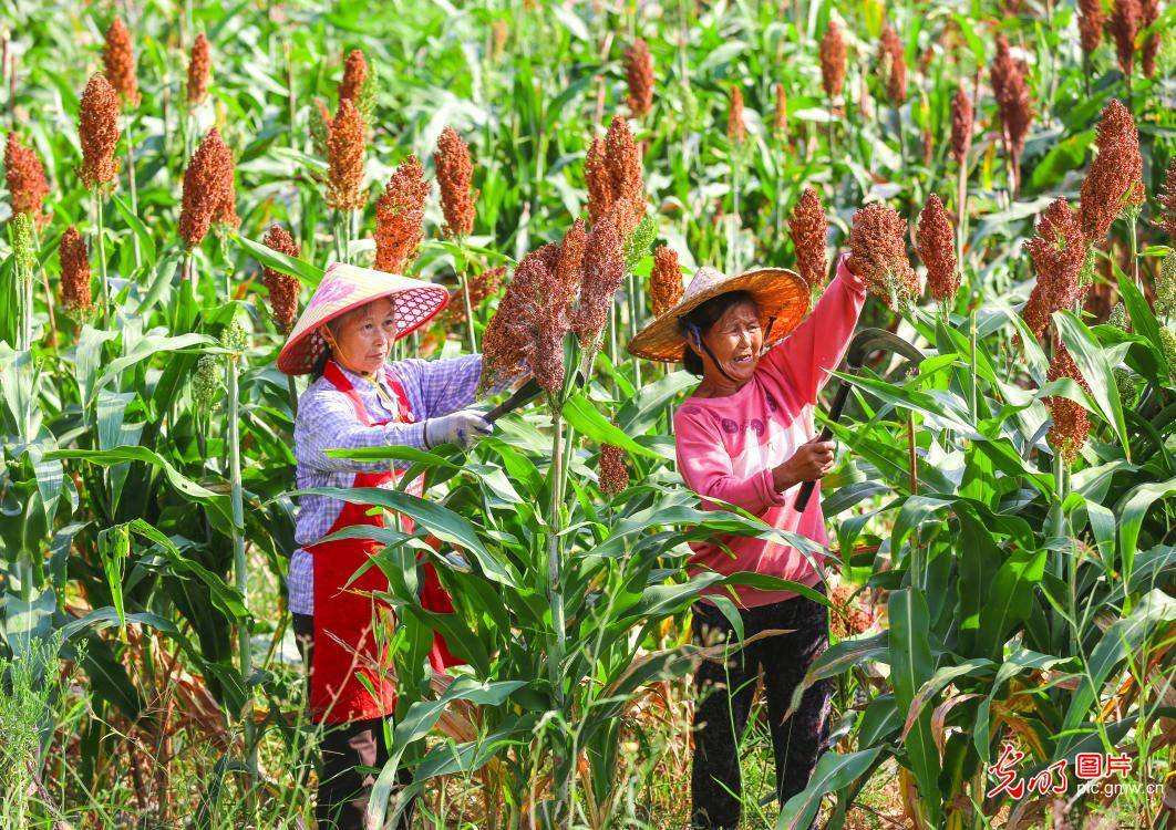 千畝紅高粱釀出富民產業