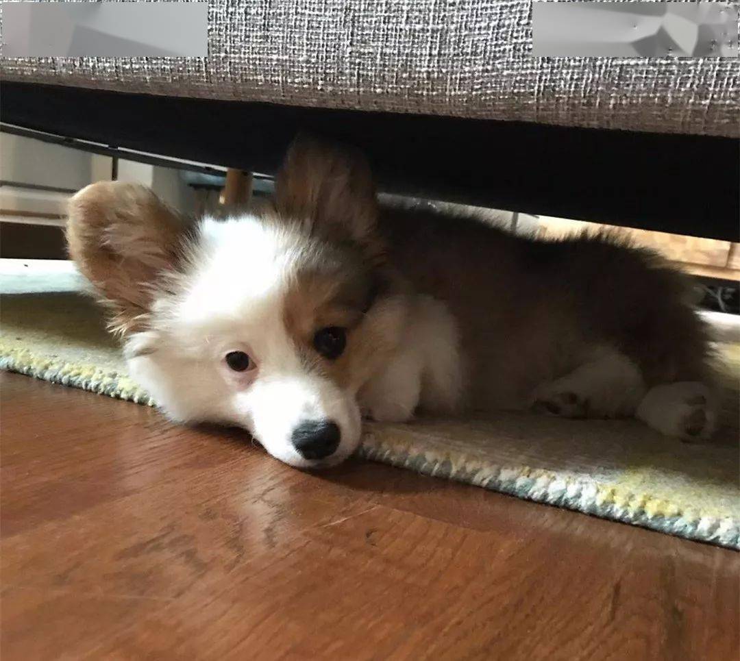 每天回到家都会发现一只无头基躺在沙发底下