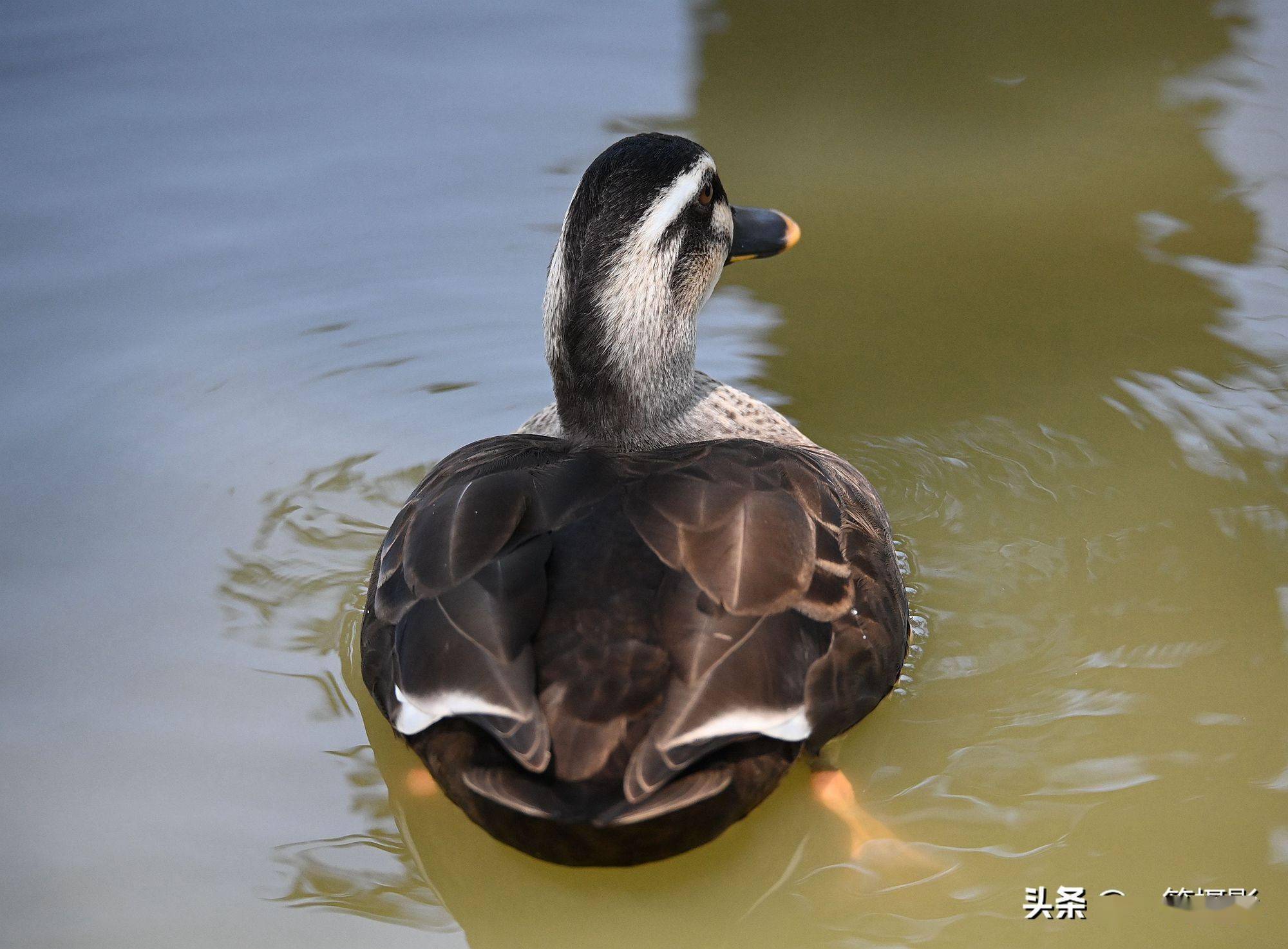 海珠湖里的野鸭子
