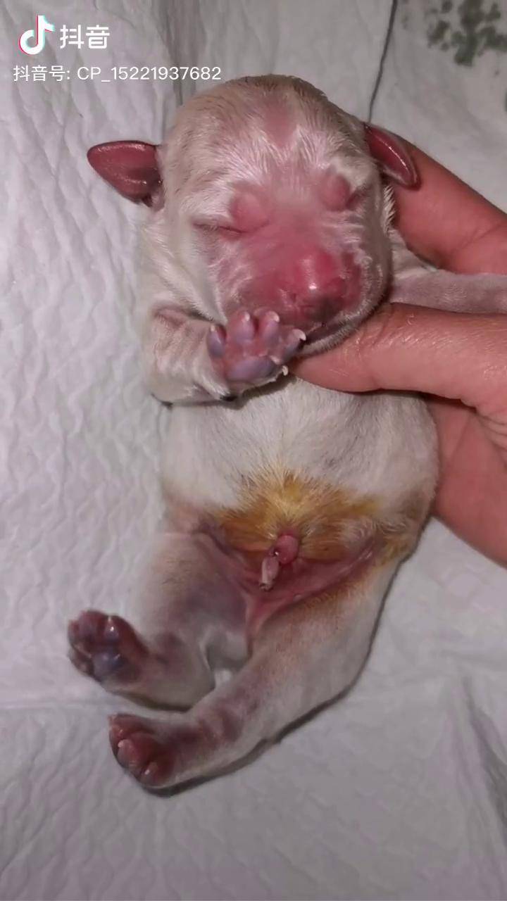 刚出生的小奶狗奶声够洪亮萌宠拉布拉多