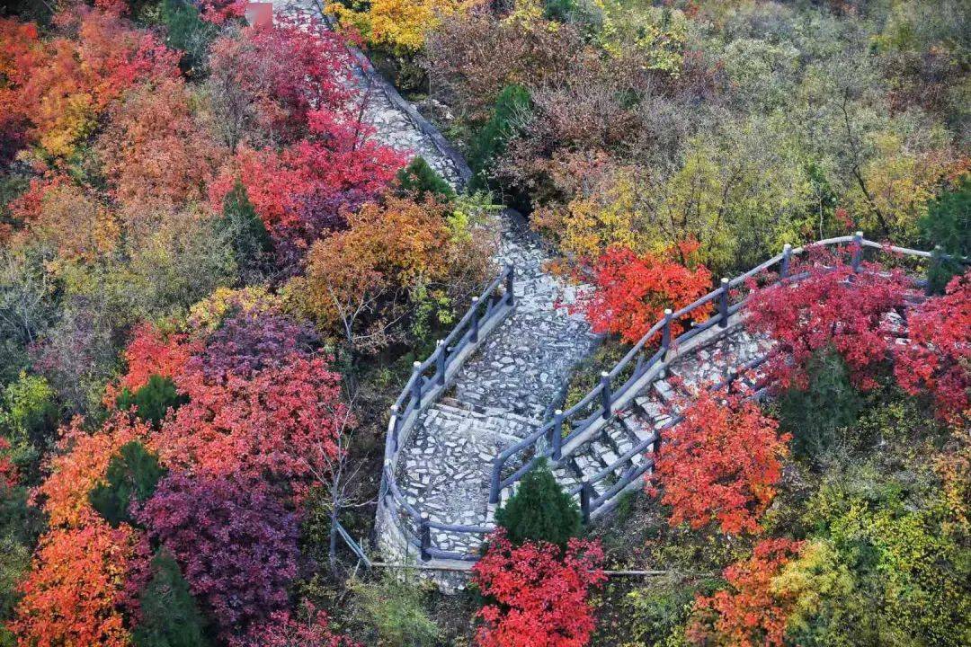 千灵山公园 赏 元 宝枫,黄栌,银杏,白蜡,油松等彩叶 感受多彩秋色