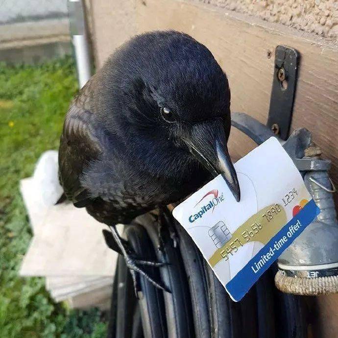 乌鸦真是看到什么都想尝试叼一下.